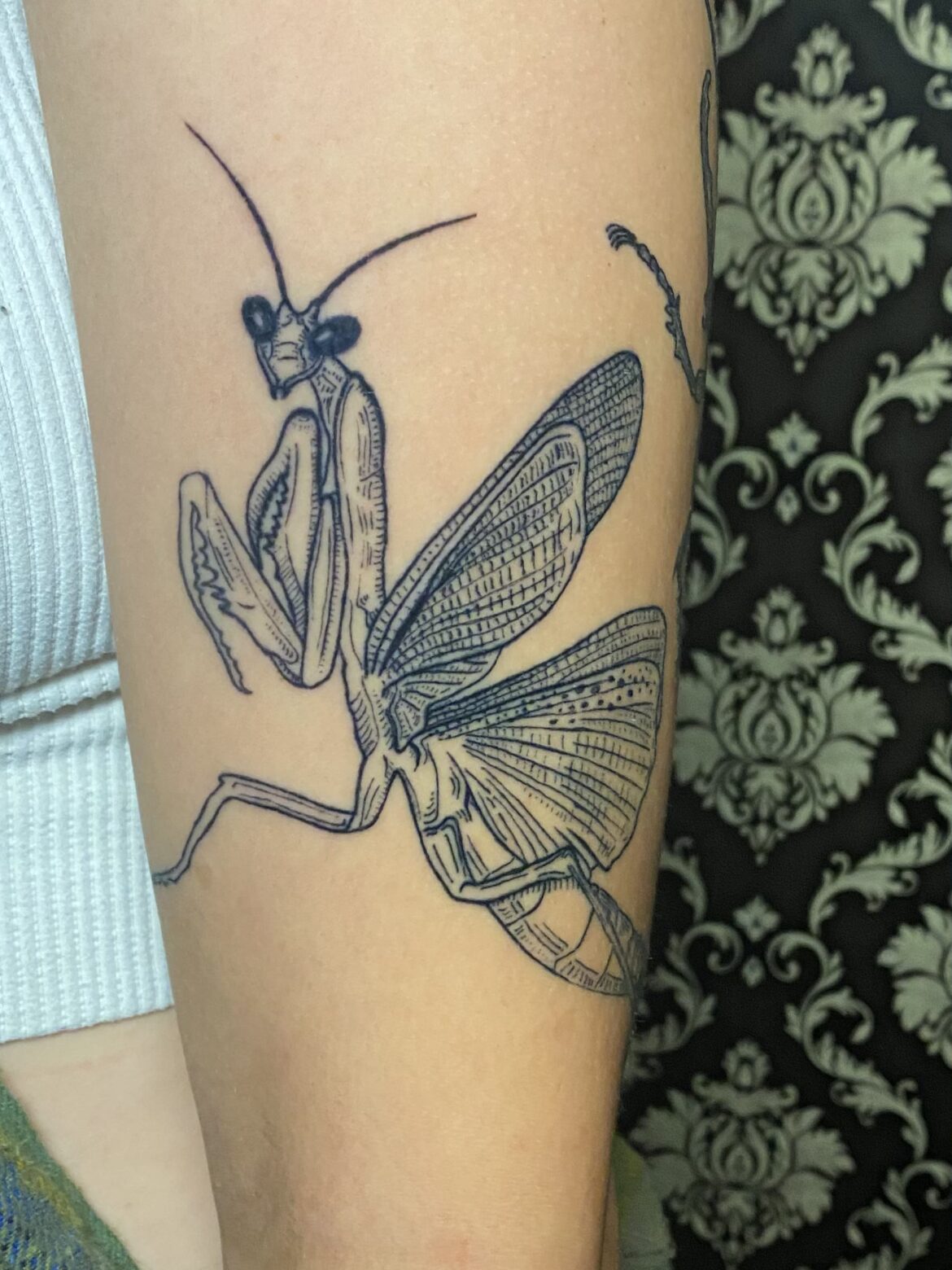 Extra fine line praying mantis tattoo by Basic Urban Witch Tattoos in Fort Collins Colorado.