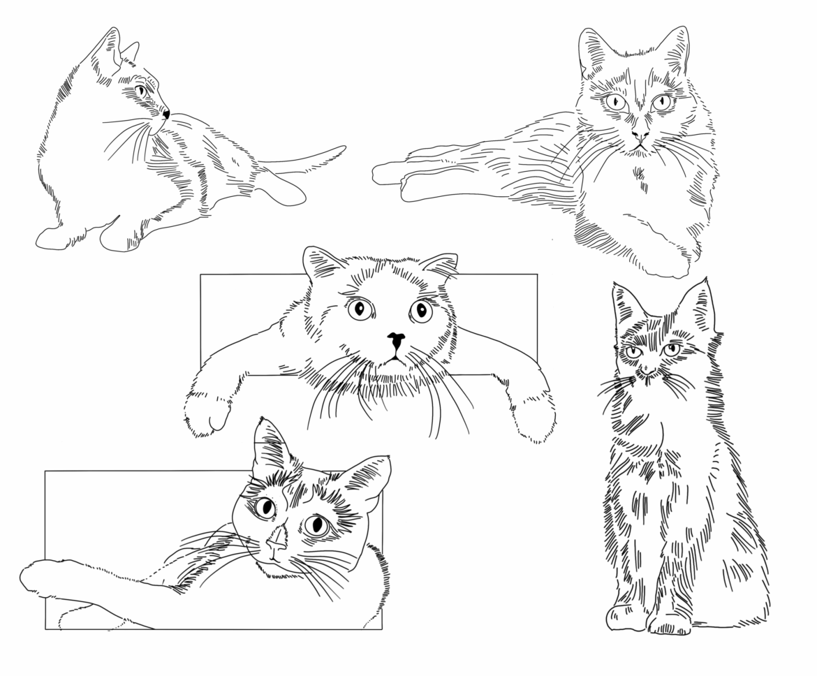 Fine line cat tattoos by Basic Urban Witch Tattoos in Fort Collins Colorado.